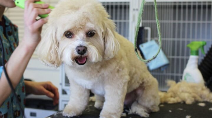 Curso Operador de Petshop com Especialização em Tosquias e Grooming | Acesso a Bolsa de Estágios e Emprego